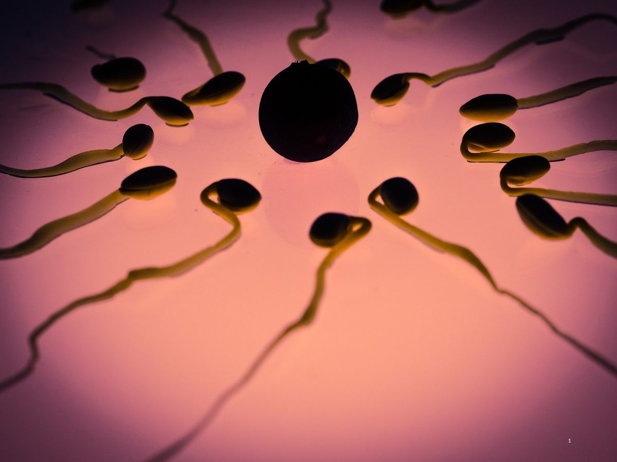 Spermiji možda više vole bokserice nego usko donje rublje
