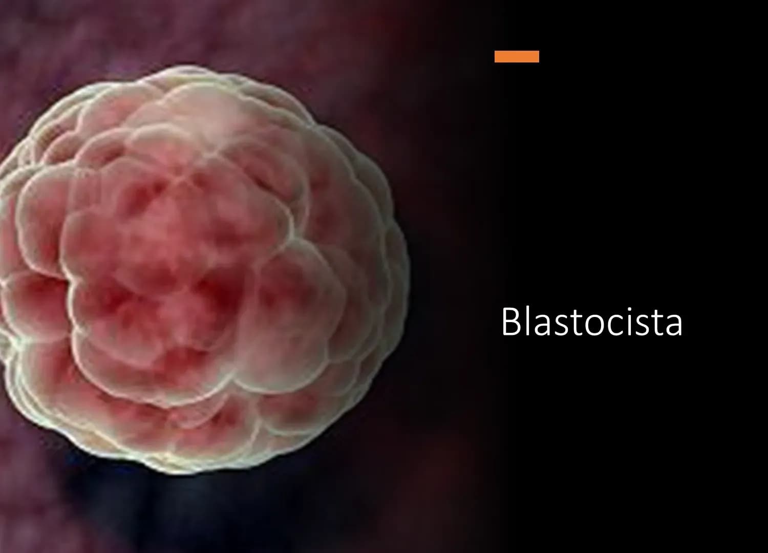 Zametak u stadiju blastociste početkom 4. tjedna trudnoće.
