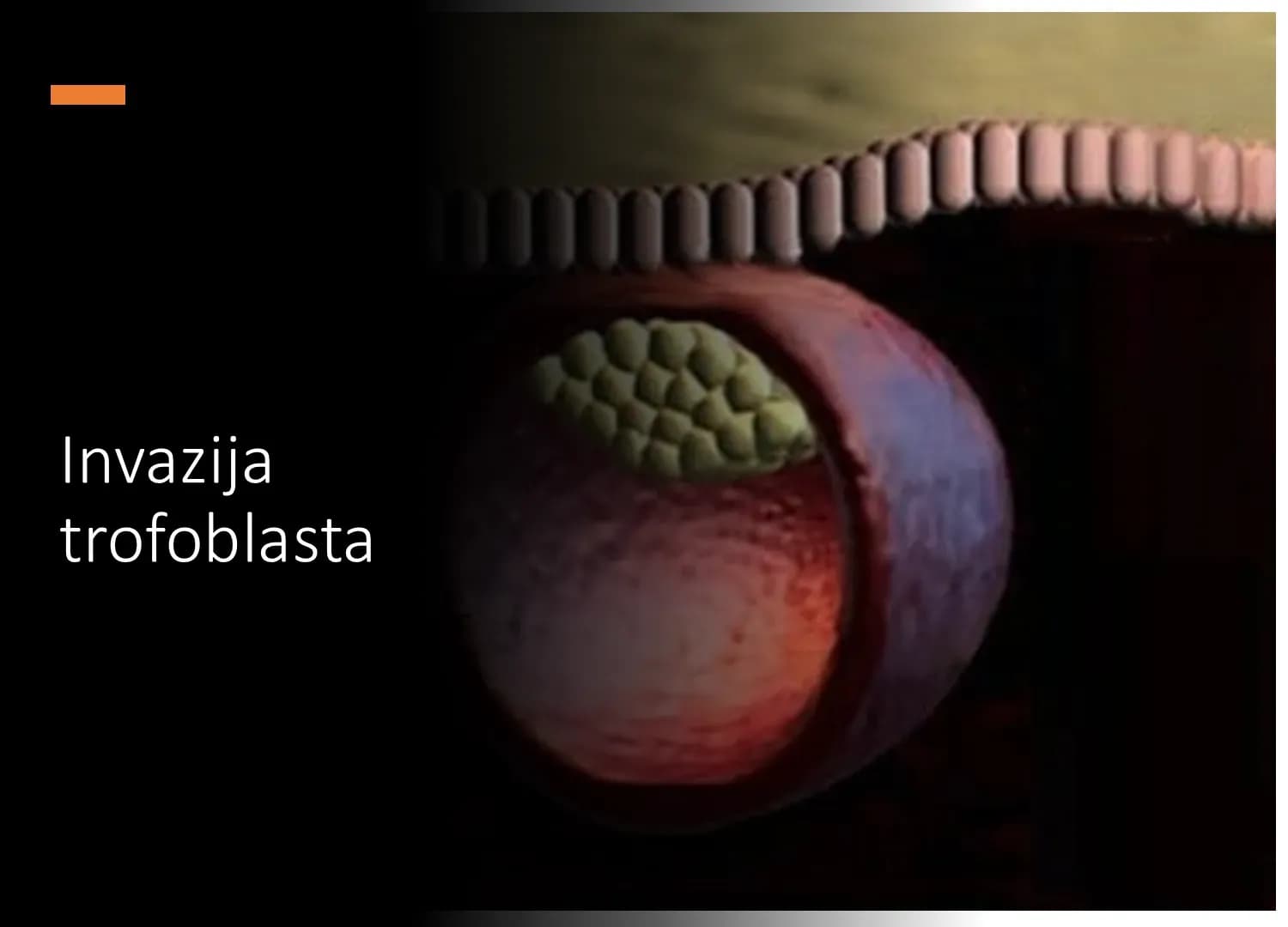 Implantacija zametka se odvija invazivnim rastom trofoblasta tijekom 4. tjedna trudnoće.