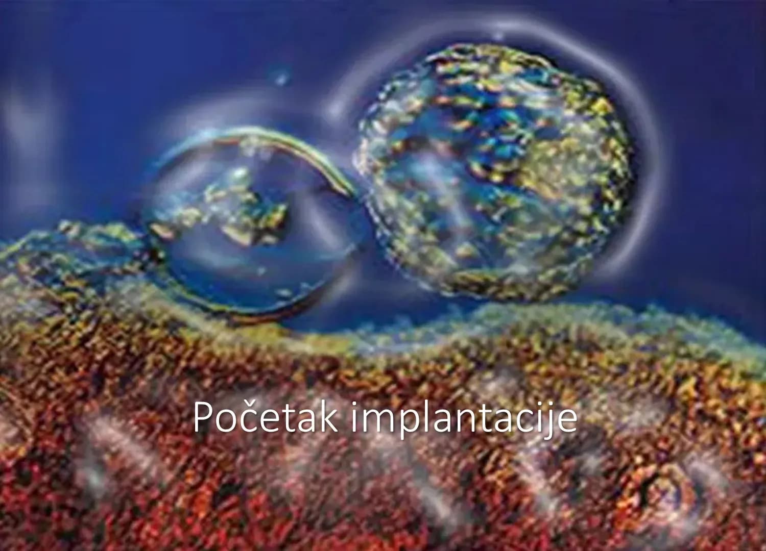 Implantacija zametka se odvija invazivnim rastom trofoblasta tijekom 4. tjedna trudnoće.