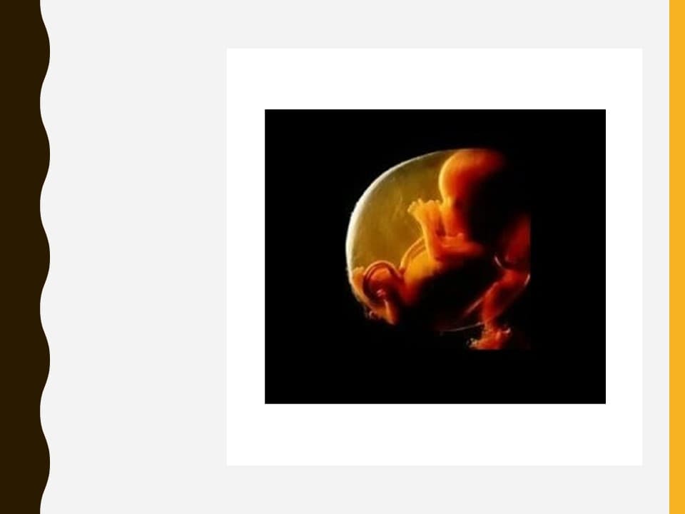 1-fetus-14-2.jpg