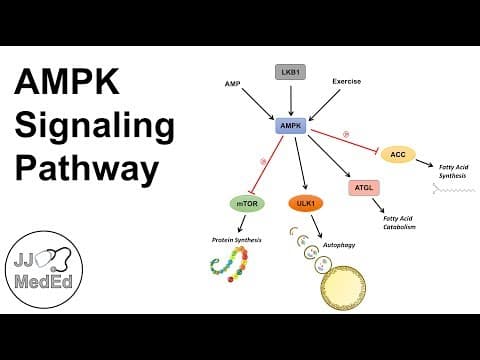 Metformin – budući lijek za preeklampsiju?
