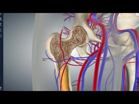 Dob menopauze ključna za procjenu rizik za frakturu