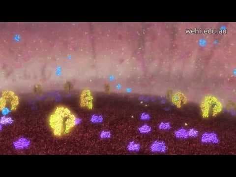 Dijabetes tip 1: smanjena plodnost?