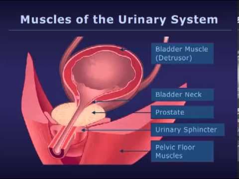 Botulinum toksin u liječenju neurogene inkontinencije