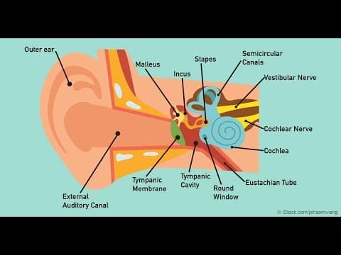 Zdrava prehrana štiti od gubitka sluha u žena povezanog s godinama