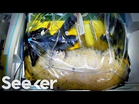 Umjetna maternice ispunjena tekućinom kao pomoć u razvitku nedonoščadi