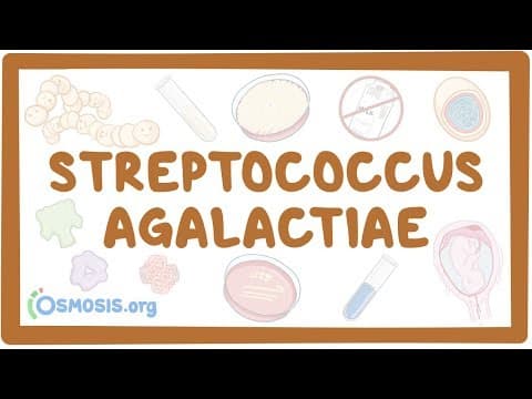 Istraživačko cjepivo protiv BHSB majke dobro tolerirale