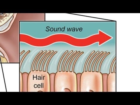 Hormonska nadomjesna terapija povezana s gubitkom sluha