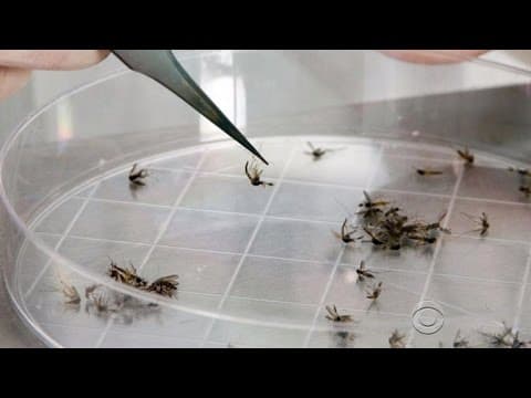 CDC smjernice za Zika virus u trudnoći