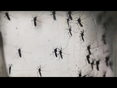 Broj trudnica inficiranih Zika virusom u SAD porastao na 537