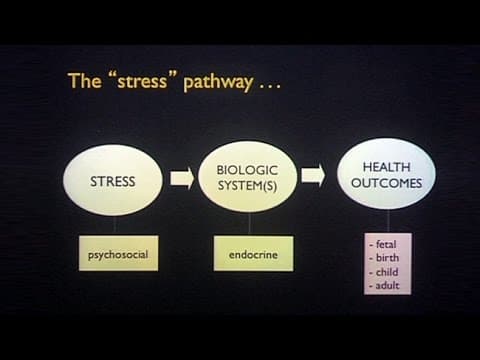 Majčina težina utječe na embrionalni razvitak