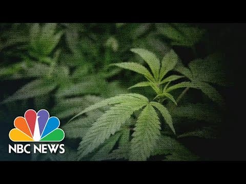 Korištenje kanabisa kod tinejdžera povezano je s dramatičnim povećanim rizikom od psihoze