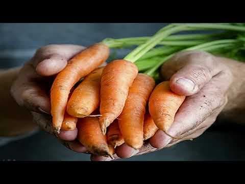 Grah i leća protiv raka dojke