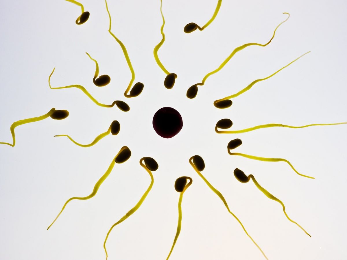 Normalan spermiogram