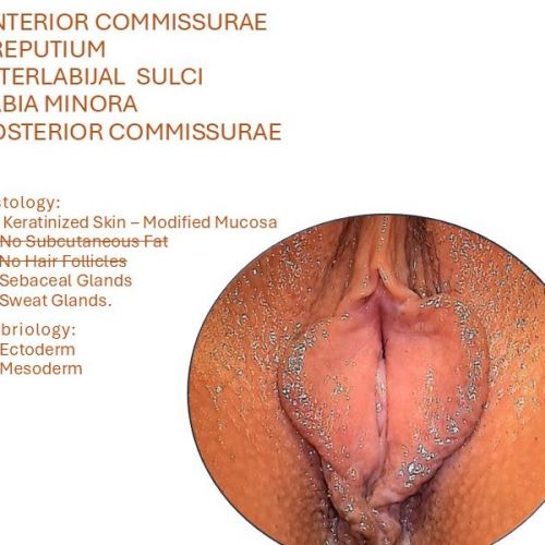 Vulvoskopija tri prstena u planiranju labioplastike