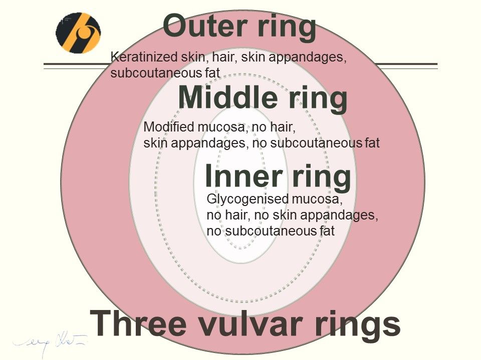 “Vulvoskopija tri prstena” – Novi pristup vulvi